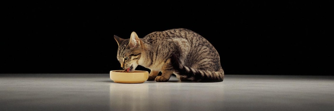 Корма для кошек