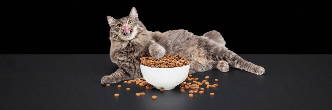 Корма для кошек
