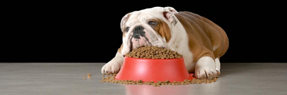 Корма для собак